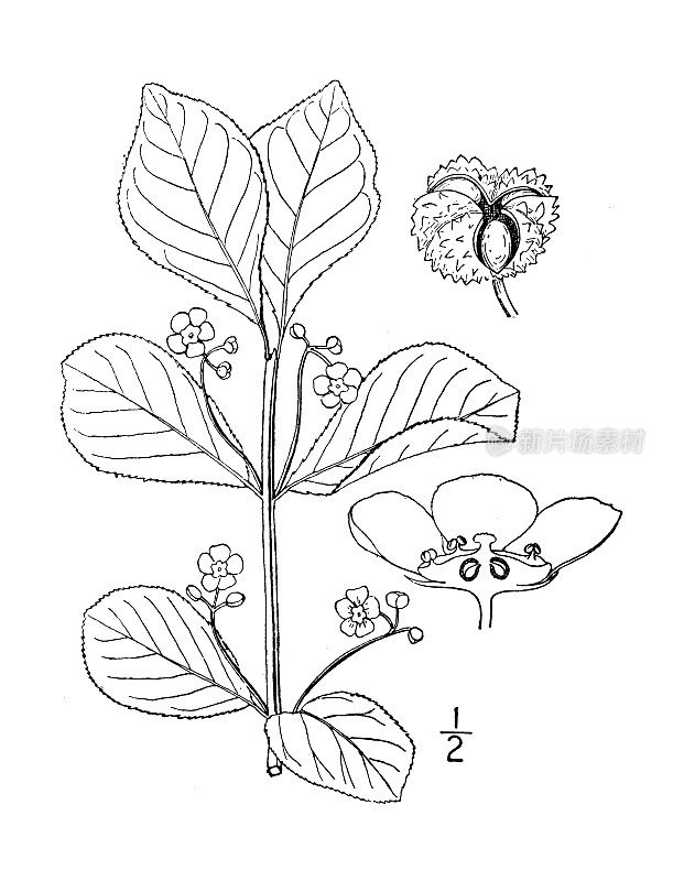 古植物学植物插图:倒卵形卫矛，Running Strawberry bush
